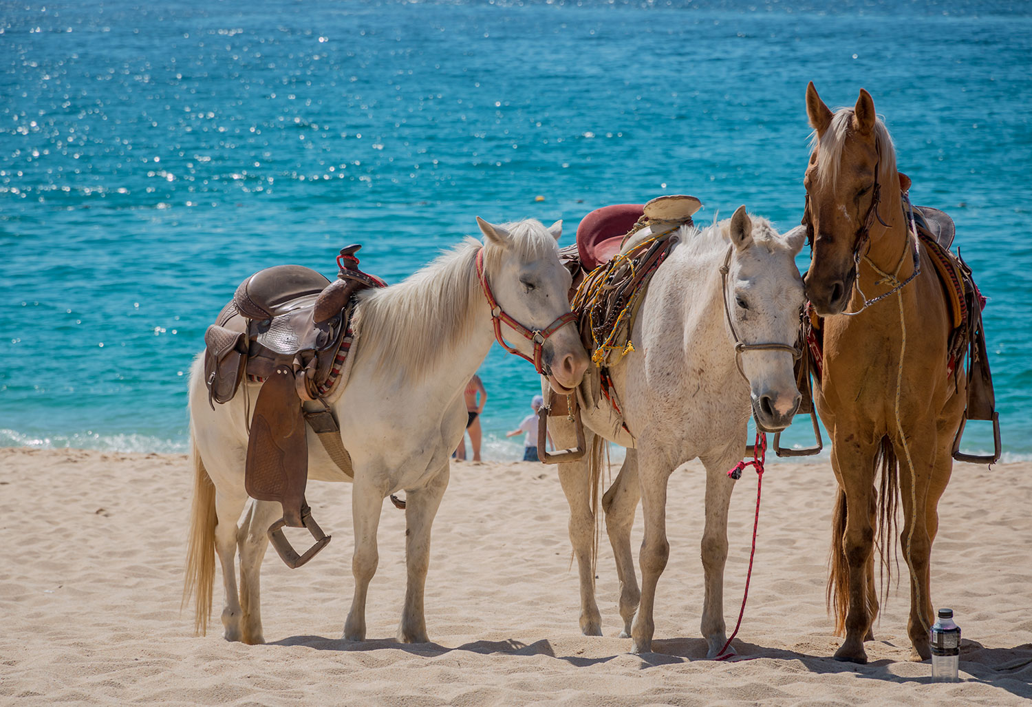 Caballo caminando hacia las palmeras en una playa apartada de República Dominicana
